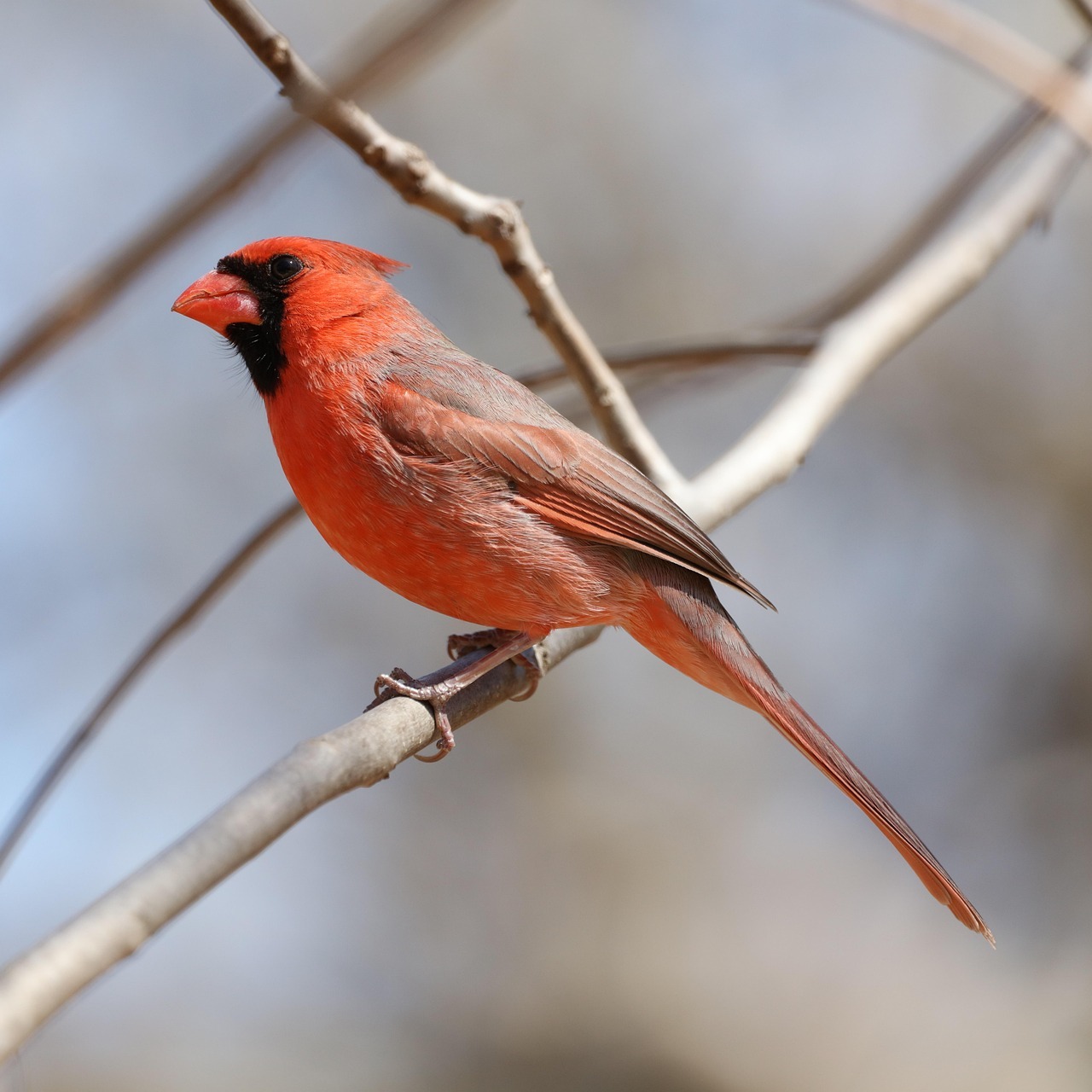 Wild & Wonderful Symbols — June 20 - logo